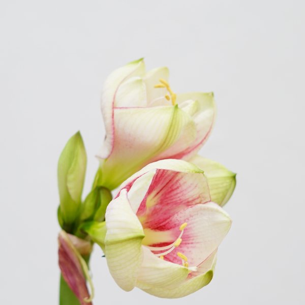 pur "Amaryllis rosa-weiß" Bild 1
