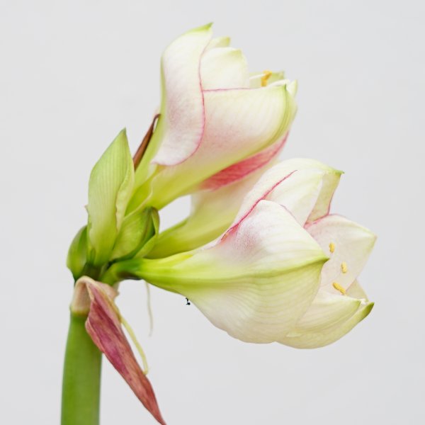 pur "Amaryllis rosa-weiß" Bild 2