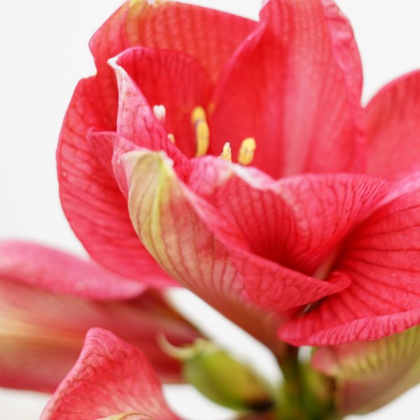 pur "Amaryllis pink" Bild 2