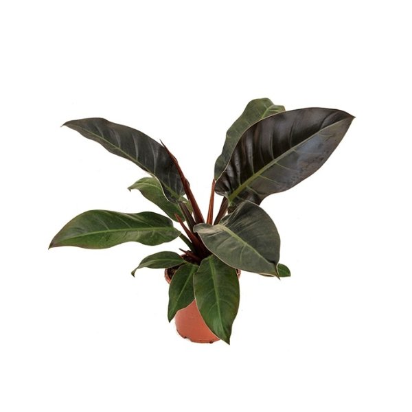 Philodendron 'Imperial Red' Bild 2