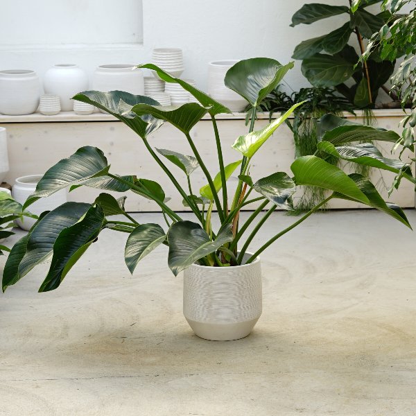 Philodendron 'Green Beauty' Bild 1
