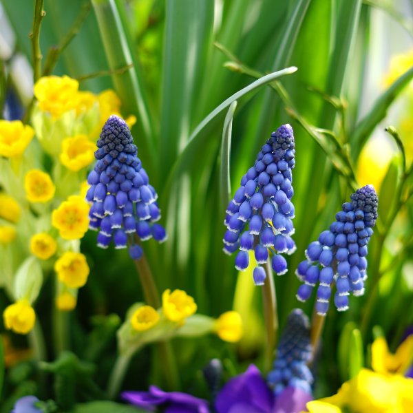 Pflanzschale Frühling blau-gelb Bild 2