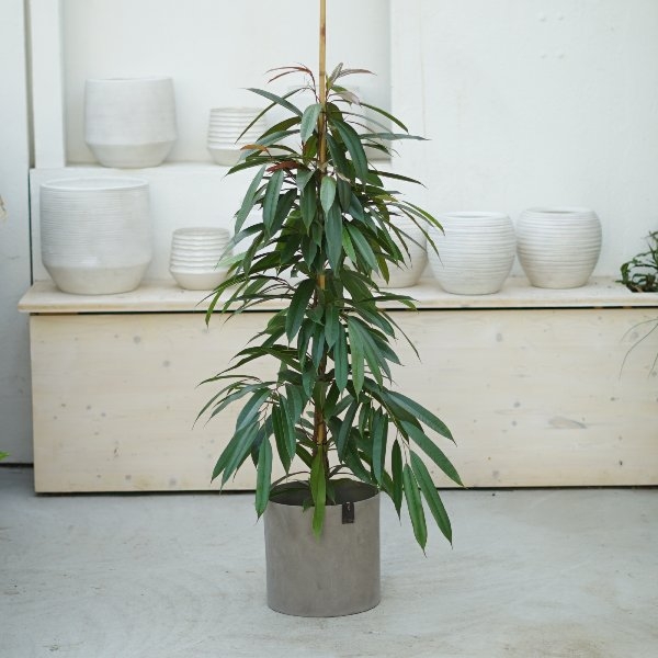 Ficus longifolia amstel king Bild 1